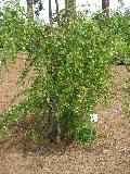 Pensacola Hawthorn / Crataegus lacrimata 